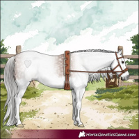 Horse Color:Gray Bay Splash 