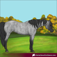 Horse Color:Blue Roan 