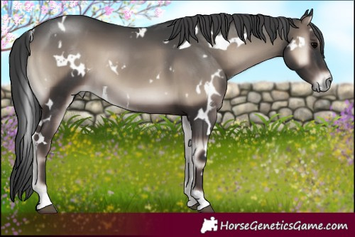 Horse Color:White Spotted Blue Onyx 