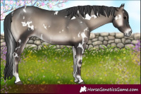 Horse Color:White Spotted Blue Onyx 