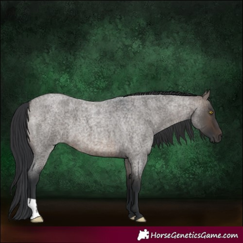 Horse Color:Brown Roan Dun 