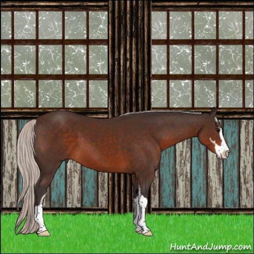 Horse Color:Silver Brown Sabino 
