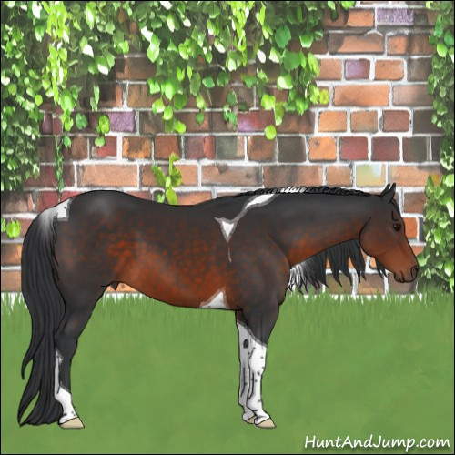 Horse Color:Brown Tobiano 