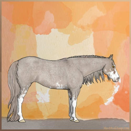 Horse Color:Silver Grullo Roan Sabino 
