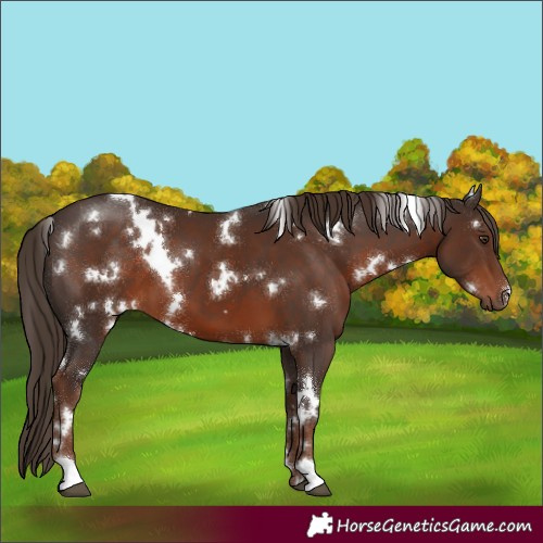 Horse Color:White Spotted Liver Chestnut 