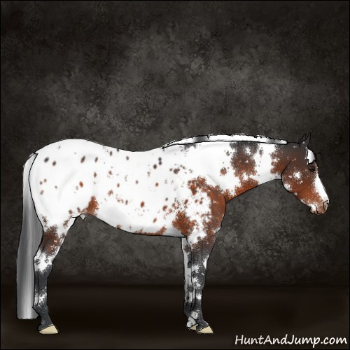 Horse Color:White Spotted Brown Appaloosa 