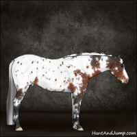Horse Color:White Spotted Brown Appaloosa 