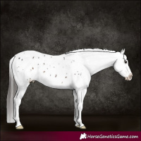 Horse Color:White Spotted Brown Appaloosa 