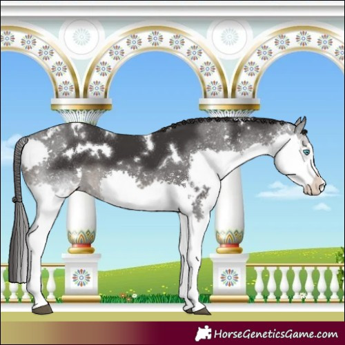 Horse Color:White Spotted Smoky Black Splash 
