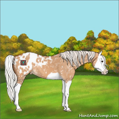 Horse Color:Silver Bay Dun Splash Appaloosa 