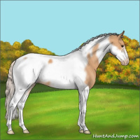 Horse Color:Silver Bay Dun Tobiano Frame Appaloosa 