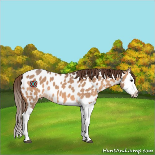 Horse Color:Bay Dun Splash Appaloosa 