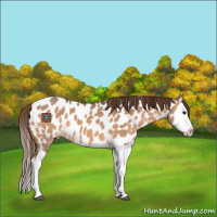 Horse Color:Bay Dun Splash Appaloosa 