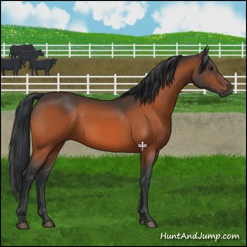 Horse Color:Brown 