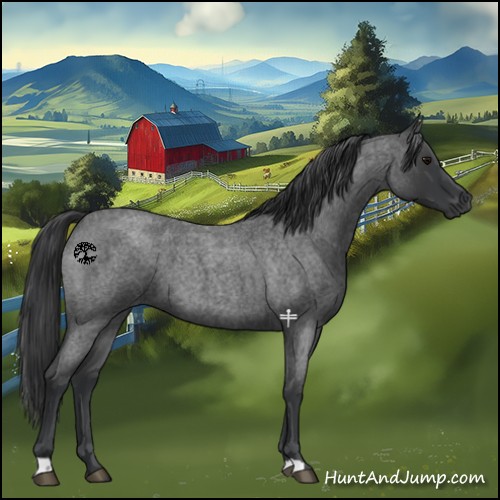 Horse Color:Blue Roan