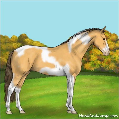 Horse Color:Buckskin Tobiano Frame Appaloosa 
