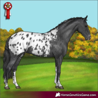 Horse Color:Black Sabino Tobiano Appaloosa 