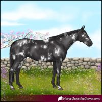 Horse Color:White Spotted Smoky Black