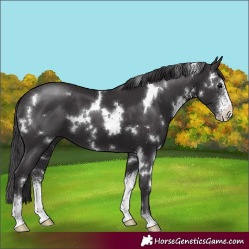 Horse Color:White Spotted Smoky Black Sabino 
