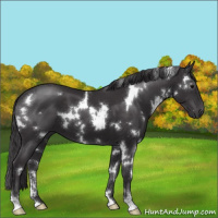 Horse Color:White Spotted Smoky Black Sabino
