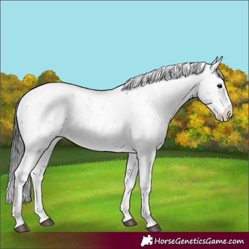 Horse Color:Black Sabino