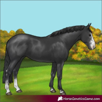 Horse Color:Black Sabino