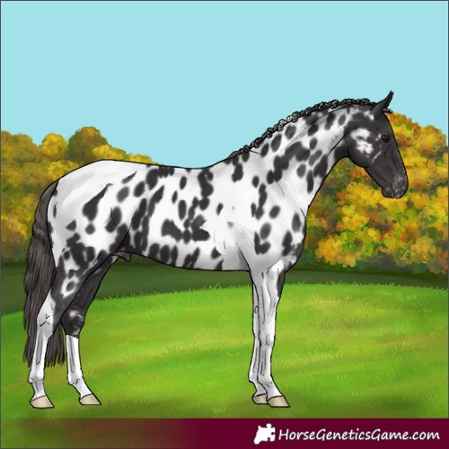 Horse Color:Smoky Black Tobiano Appaloosa