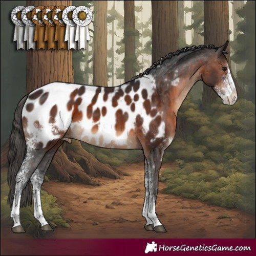 Horse Color:Brown Sabino Appaloosa 