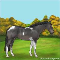 Horse Color:Black Sabino Tobiano 