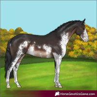 Horse Color:Brown Sabino 