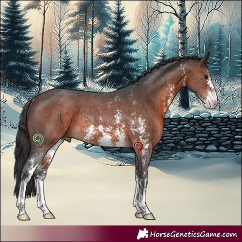Horse Color:Brown Sabino Rabicano 
