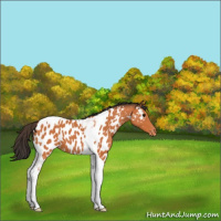 Horse Color:Bay Tobiano Near Leopard