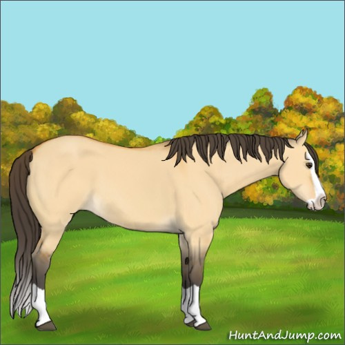 Horse Color:Buckskin Dun Splash 
