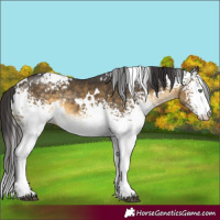 Horse Color:White Spotted Buckskin Mushroom Rabicano 