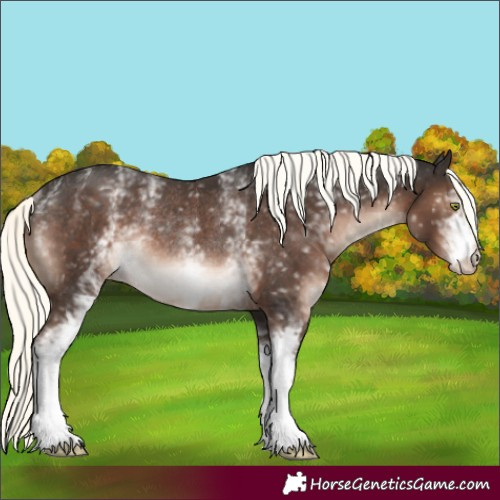 Horse Color:White Spotted Liver Chestnut Mushroom Appaloosa Rabicano 