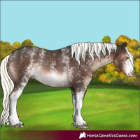 Horse Color:White Spotted Liver Chestnut Mushroom Appaloosa Rabicano 