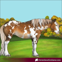 Horse Color:White Spotted Chocolate Palomino Splash