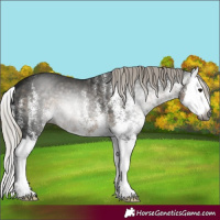 Horse Color:Gray White Spotted Silver Smoky Black Splash 