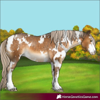 Horse Color:White Spotted Chocolate Palomino Varnish