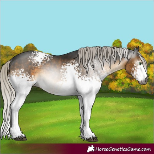 Horse Color:Gray White Spotted Silver Buckskin Mushroom Rabicano