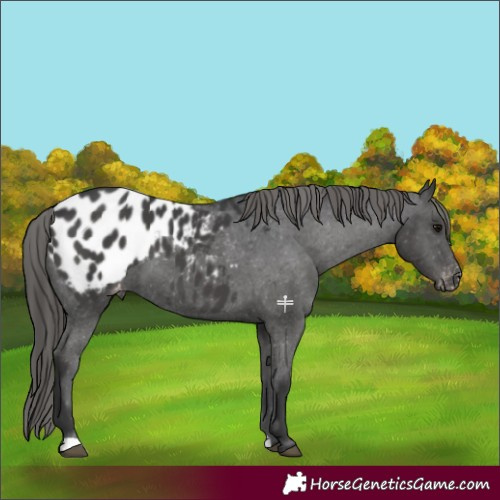 Horse Color:Black Blanket 