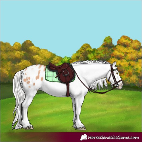 Horse Color:Silver Amber Champagne Tobiano Snowflake Varnish 