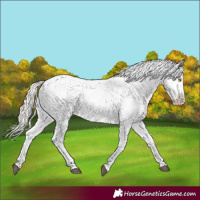 Horse Color:Silver Bay Tobiano Appaloosa 