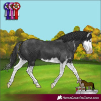 Horse Color:Black Sabino Splash Appaloosa 