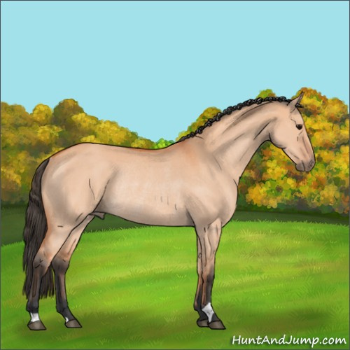 Horse Color:Bay Dun Rabicano 