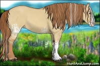 Horse Color:White Spotted Red Dun Splash 