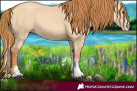 Horse Color:White Spotted Red Dun Splash 