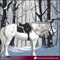 Horse Color:Silver Black Splash Near Leopard 