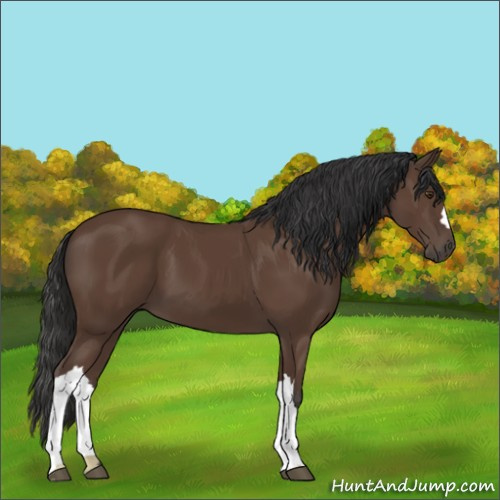 Horse Color:Bay 