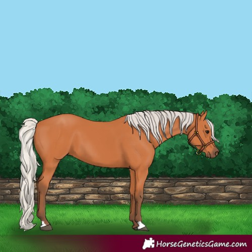 Horse Color:Silver Bay 